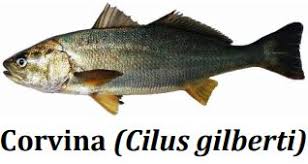 CORVINA CONGELADA