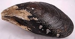 CHOLGUA