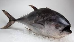 [ATUN] ATUN FRESCO